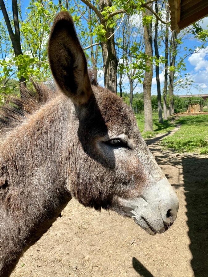 Locanda Del Molino Vecchio Magliano Alfieri Eksteriør bilde